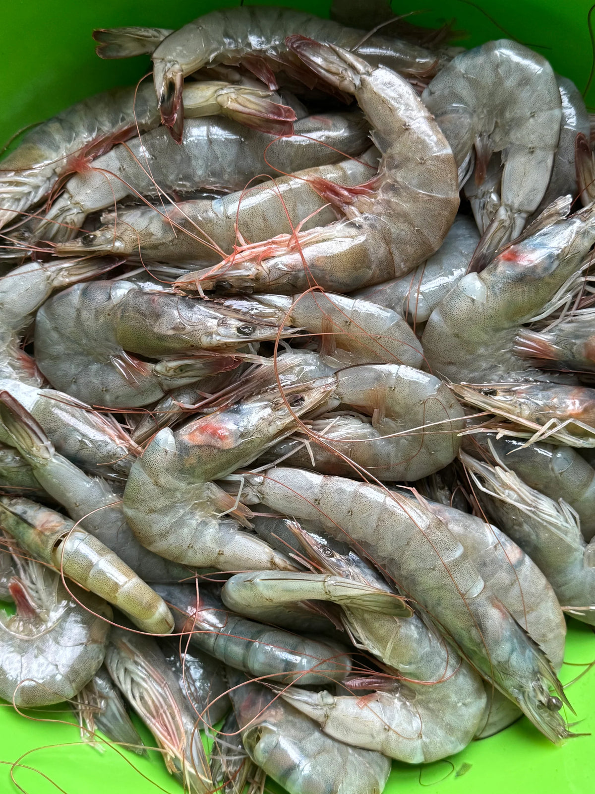 Gulf & Lobster Feast | 10 Tails + 2 lb Shrimp