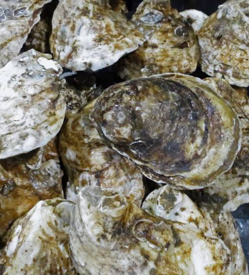 BLUE POINT oysters