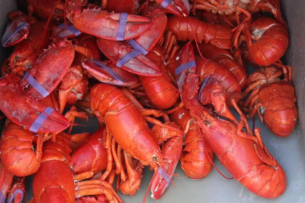10 whole cooked lobsters 0.8-1.5 pounds each