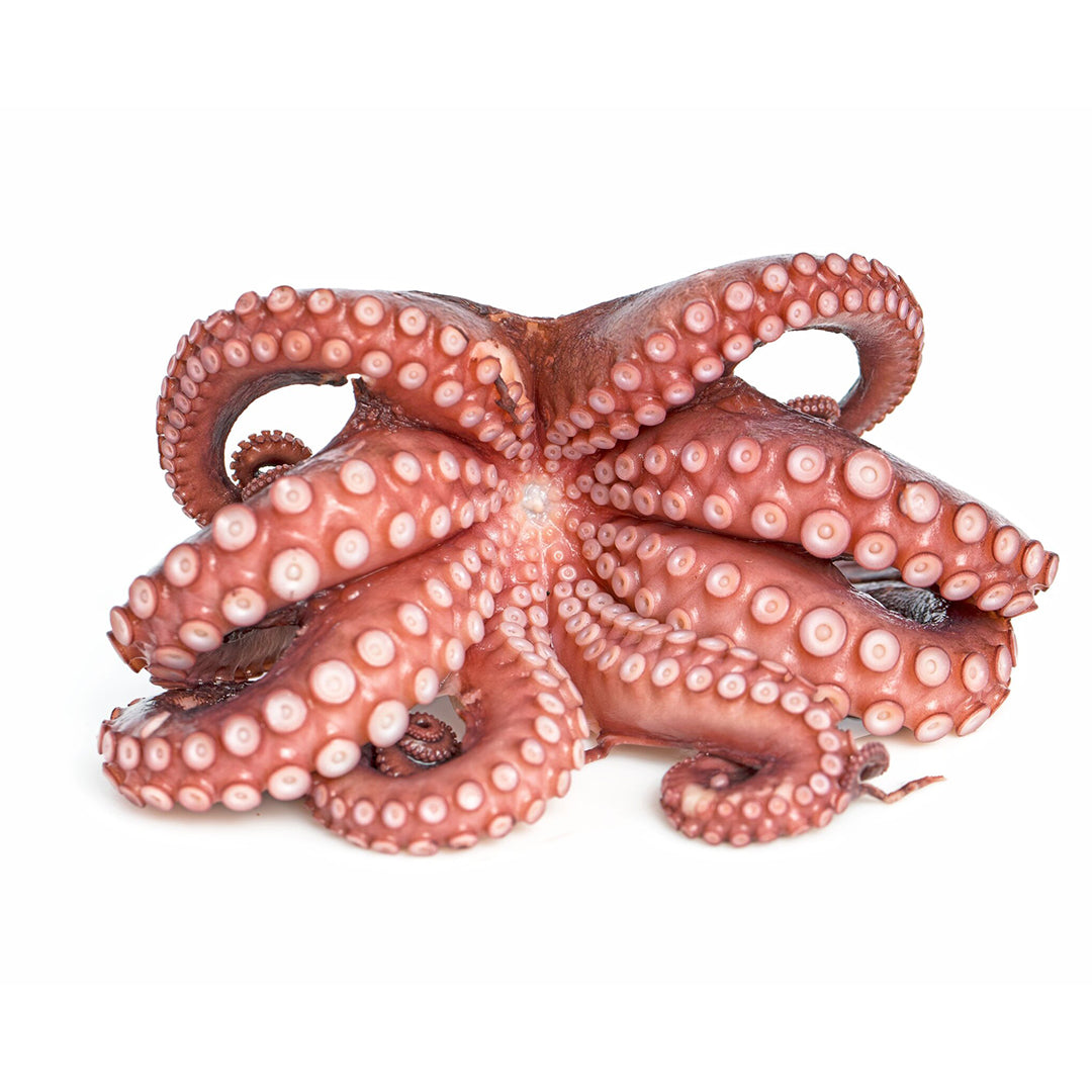 OCTOPUS FLOWER 2.45 -3.2 POUNDS
