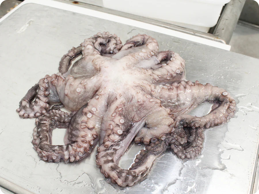 WHOLE GULF OCTOPUS (5-6 POUNDS)