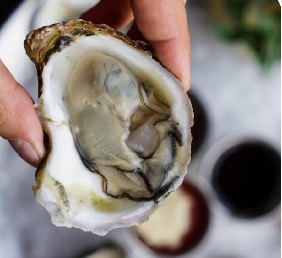 BLUE POINT oysters