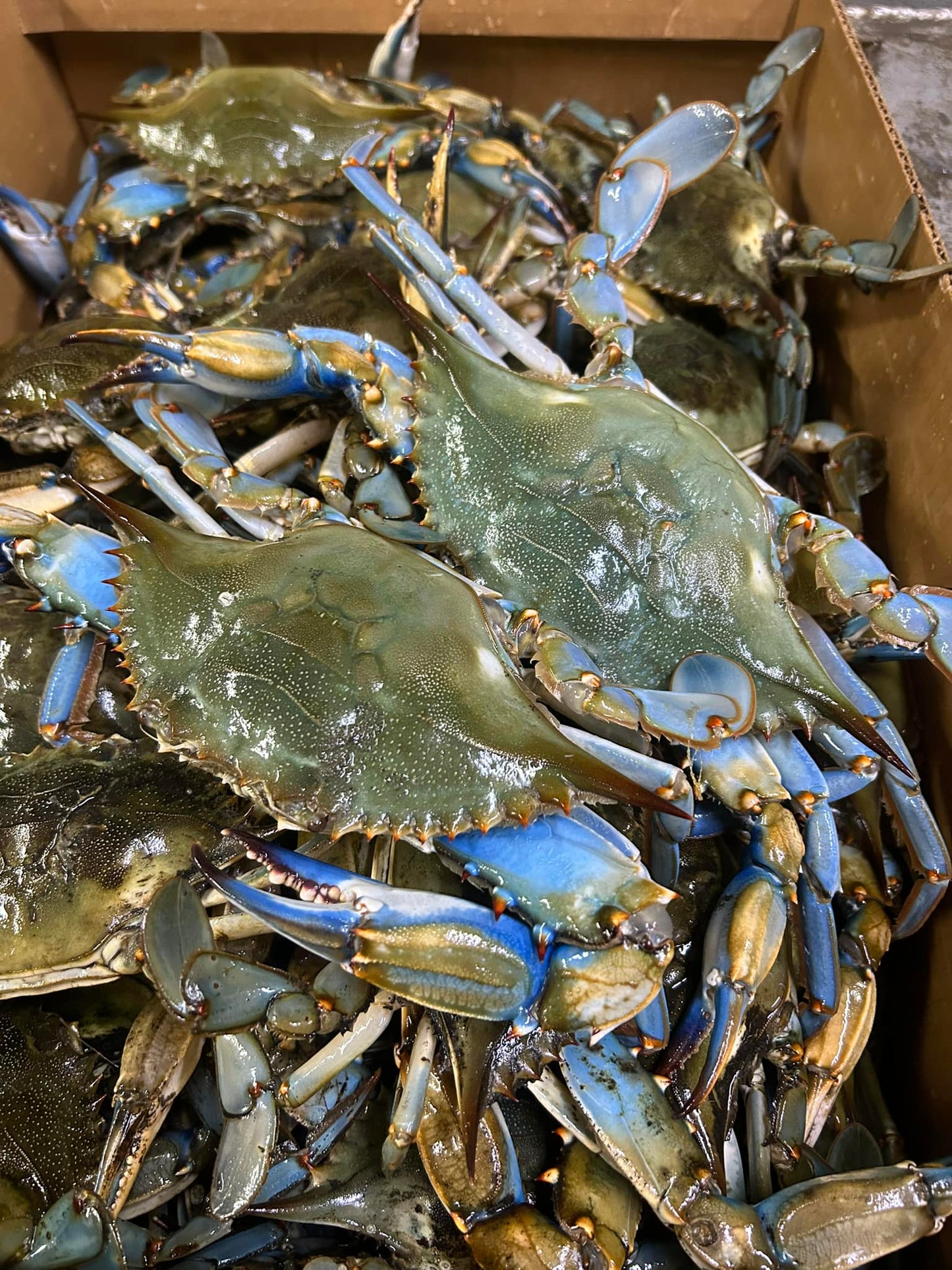 Crabbers Family Feast  -live blue crabs-shrimp