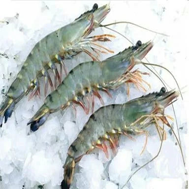 Colossal Wild-Caught Head-On Shrimp (9–12 ct/lb )