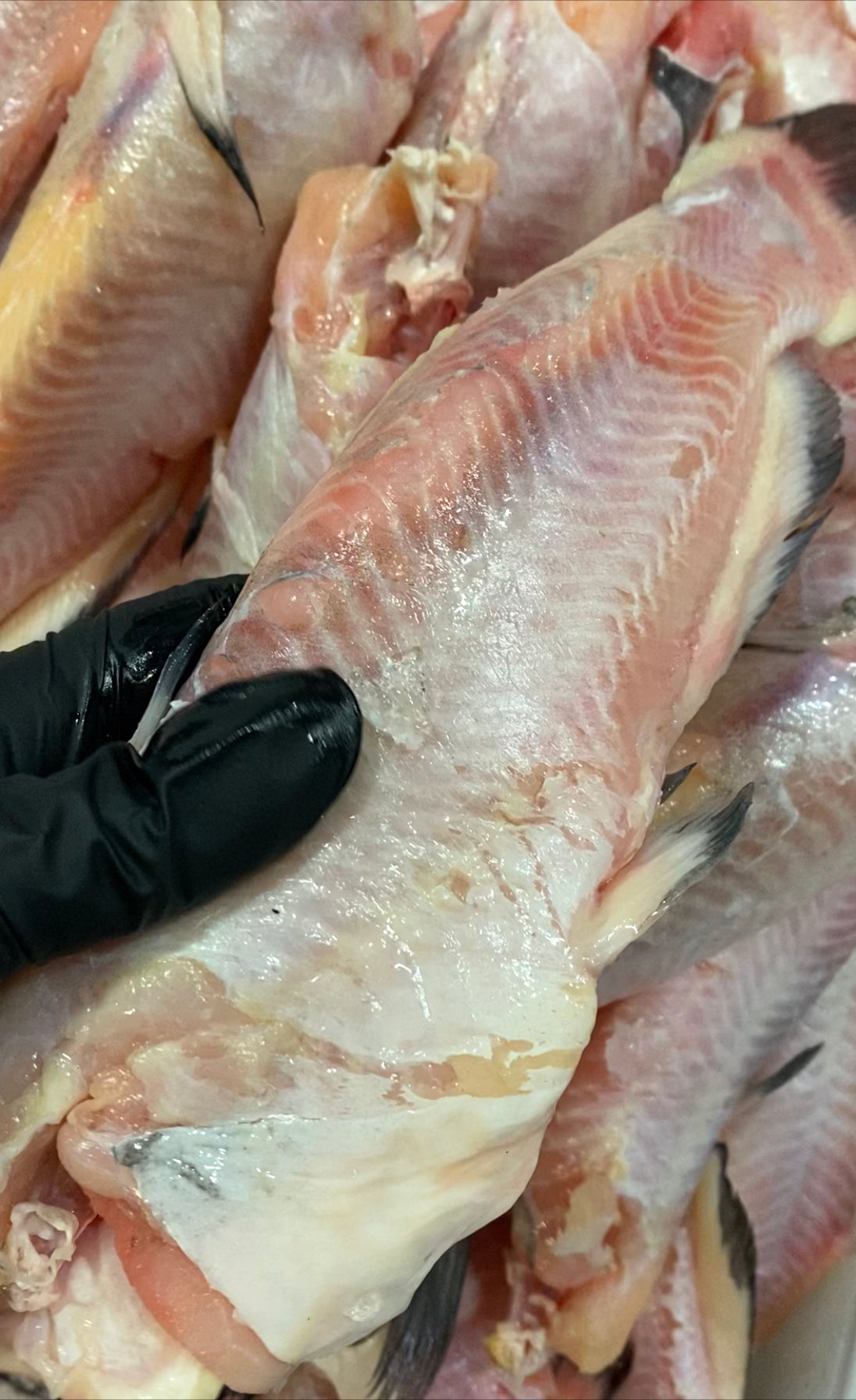 5 pounds Whole Catfish ---- (0.5-1.2) headed gutted and cleaned.