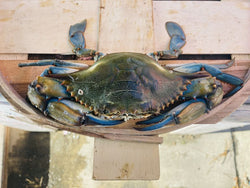JUMBO JIMMIES LIVE BLUE CRAB FRI- SAT-DELIVERY AVALIABLE-- SUNDAY PICK UP ONLY