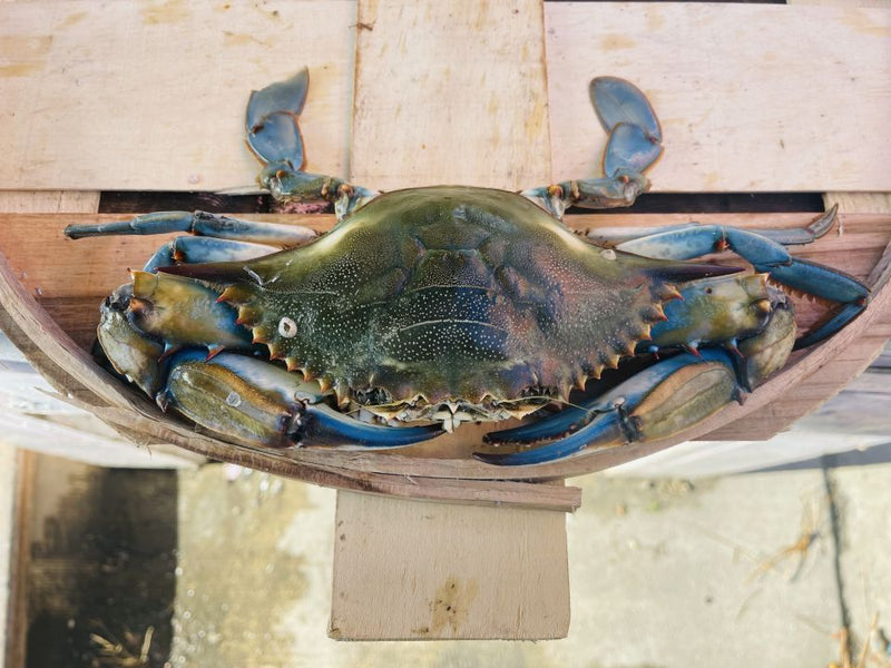 JUMBO JIMMIES LIVE BLUE CRAB FRI- SAT-DELIVERY AVALIABLE-- SUNDAY PICK UP ONLY