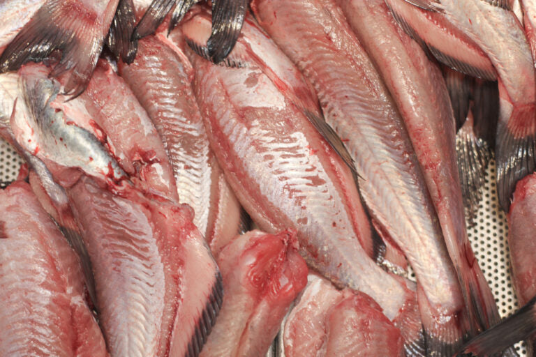 5 pounds Whole Catfish ---- (0.5-1.2) headed gutted and cleaned.