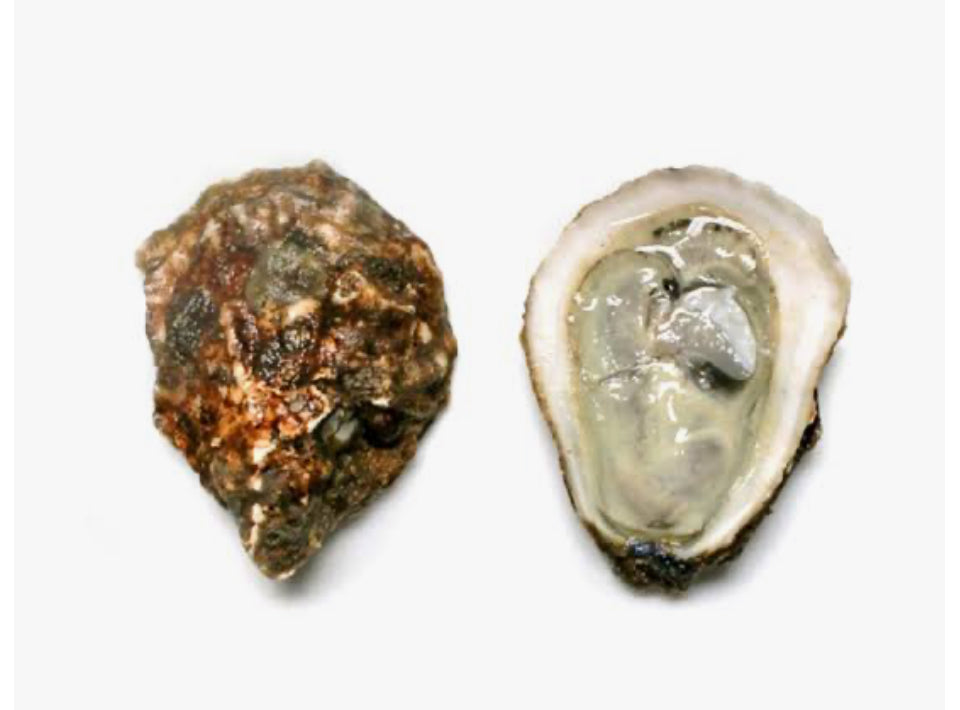 BLUE POINT oysters