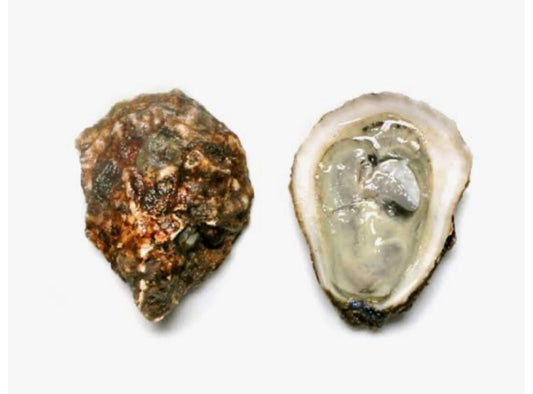 BLUE POINT oysters