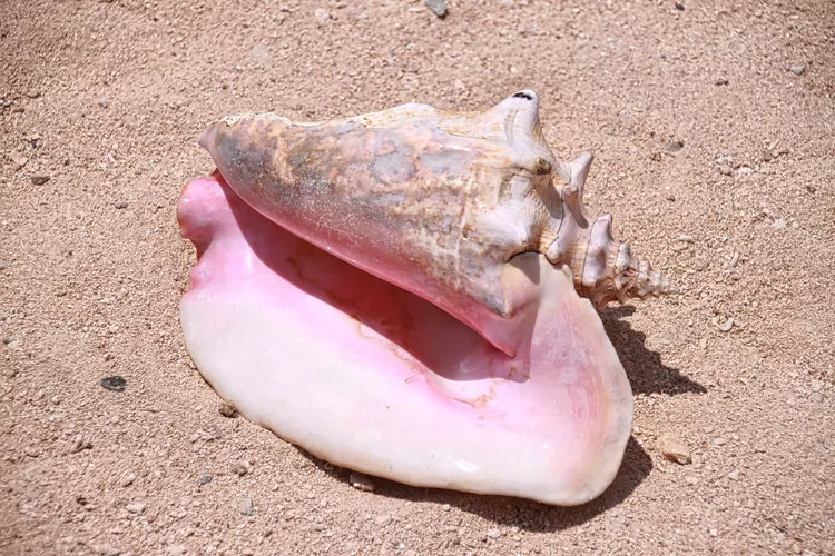 100% Cleaned Caribbean Conch Meat