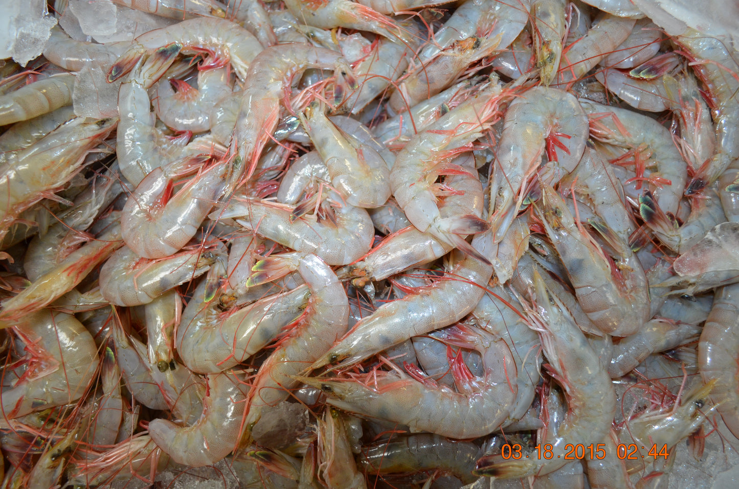 Seafood Platter Deal 24 cooked crab 2 lb shrimp