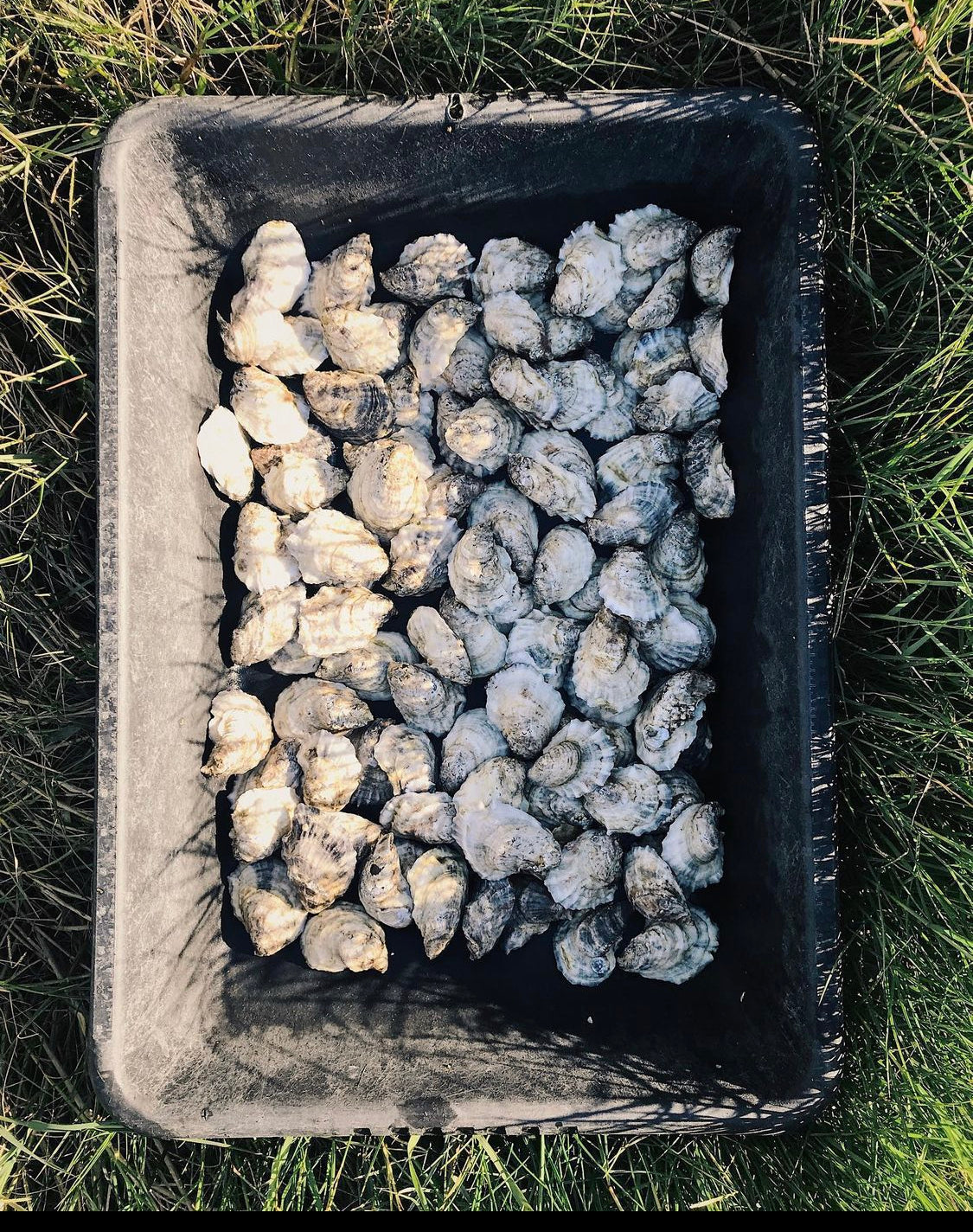LIVE Gulf Coast Bottom Oysters by dozen or case
