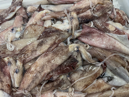 FRESH SQUID 1lb 100% Natural, Whole and Uncleaned