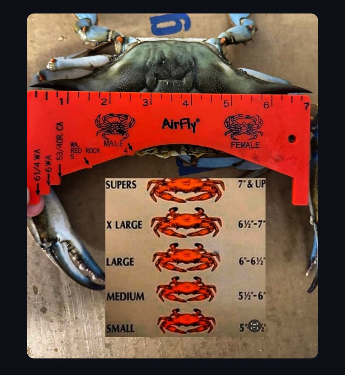 JUMBO JIMMIES LIVE BLUE CRAB FRI- SAT-DELIVERY AVALIABLE-- SUNDAY PICK UP ONLY