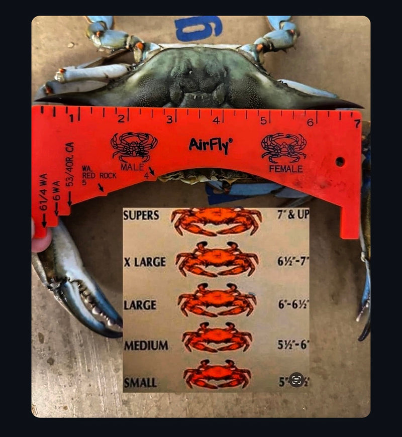 Live #2  med  Blue Crabs --FRI- SAT-  DELIVERY AVAILABLE- SUNDAY PICK UP ONLY