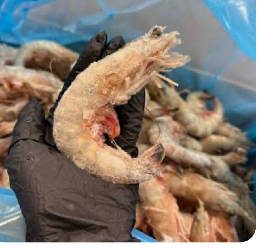 Colossal Wild-Caught Head-On Shrimp (9–12 ct/lb )