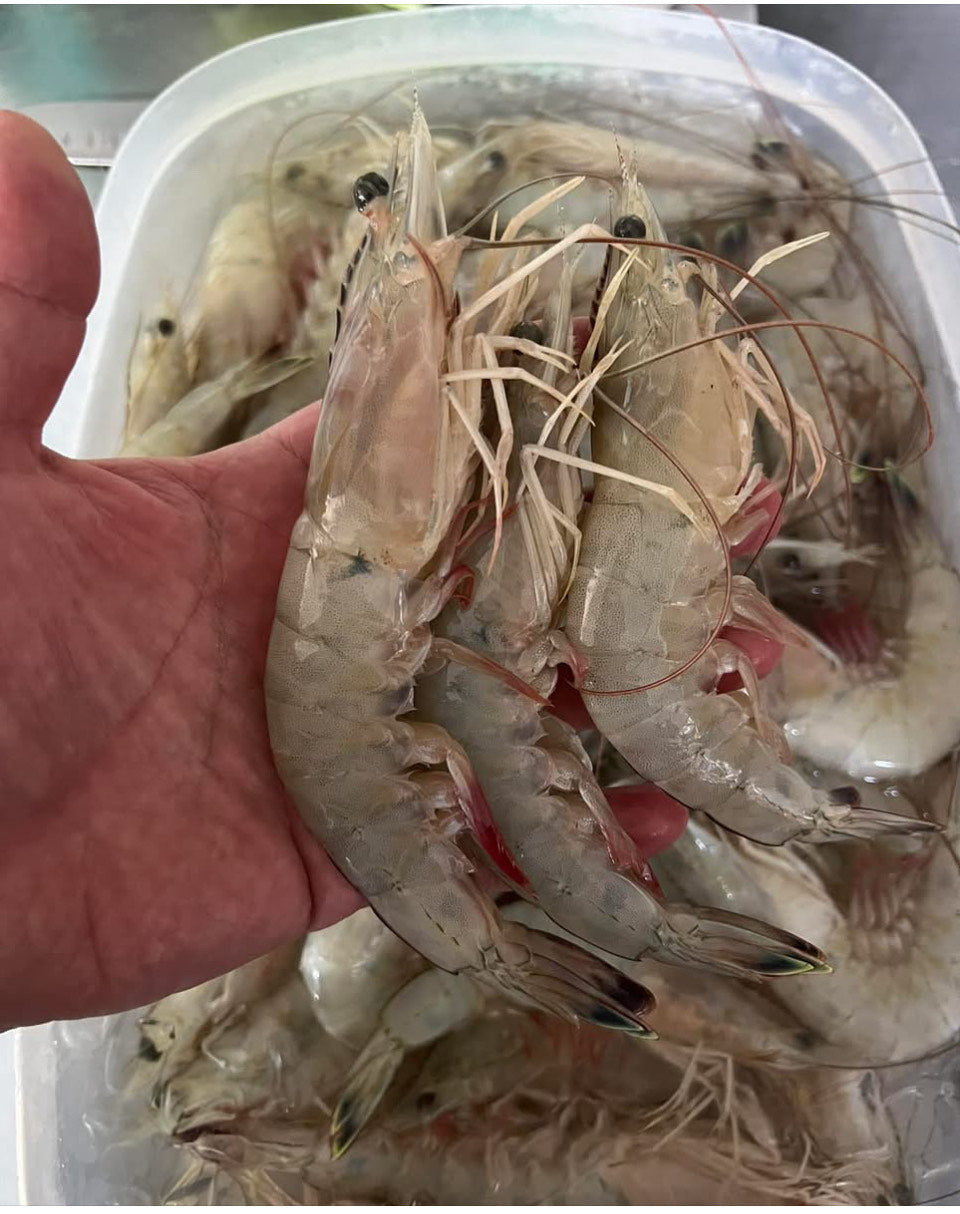 Colossal Wild-Caught Head-On Shrimp (9–12 ct/lb )