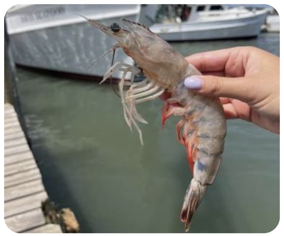 Colossal Wild-Caught Head-On Shrimp (9–12 ct/lb )