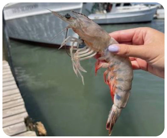 Colossal Wild-Caught Head-On Shrimp (9–12 ct/lb )