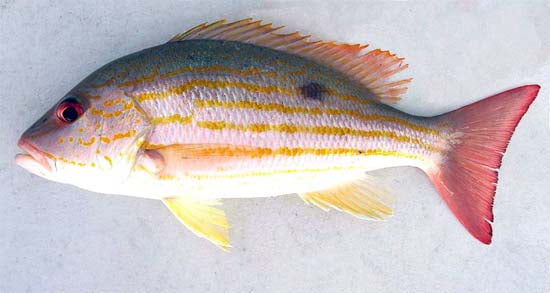 Pargo de seda o pargo de canal fresco — Pedido anticipado mensual (0.5–1 lb)