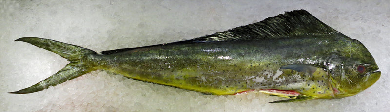 Whole Mahi Mahi – Gutted, Scales On (2.2–3.3 lb)