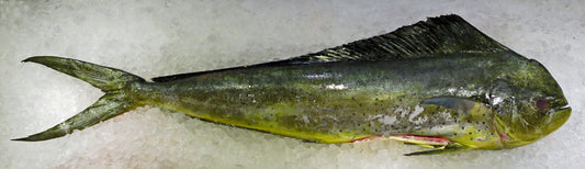 Whole Mahi Mahi – Gutted, Scales On (2.2–3.3 lb)
