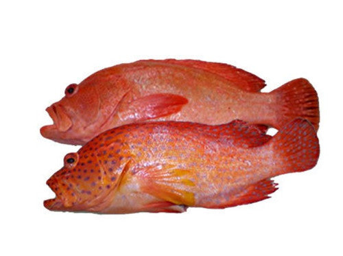 FLORIDA WHOLE RED GROUPER BOAT RUN