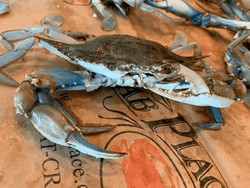 Live #2  med  Blue Crabs --FRI- SAT-  DELIVERY AVAILABLE- SUNDAY PICK UP ONLY