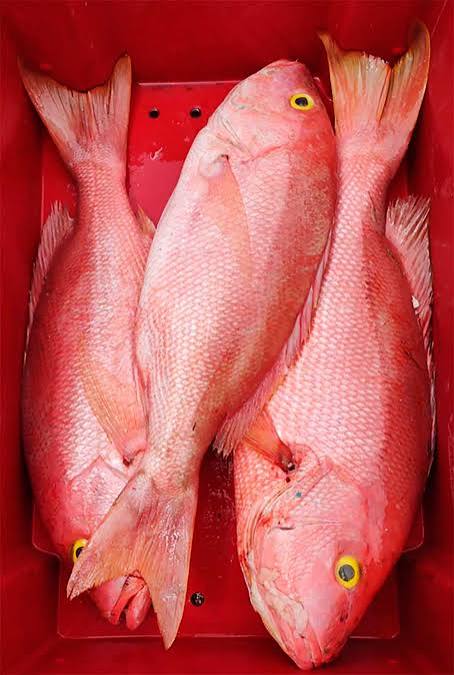 Fresh Whole Silk Snapper — Monthly Pre-Order