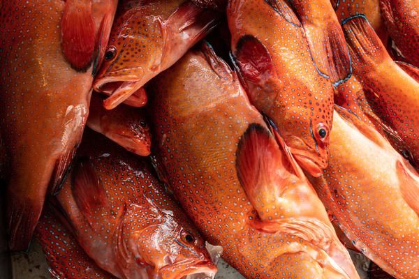 FLORIDA WHOLE RED GROUPER BOAT RUN
