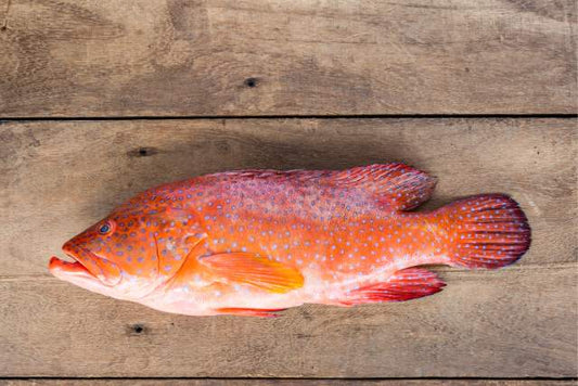 FLORIDA WHOLE RED GROUPER BOAT RUN