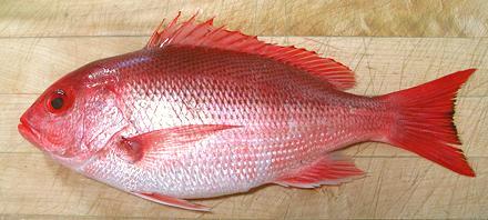 Fresh Whole Silk Snapper — Monthly Pre-Order