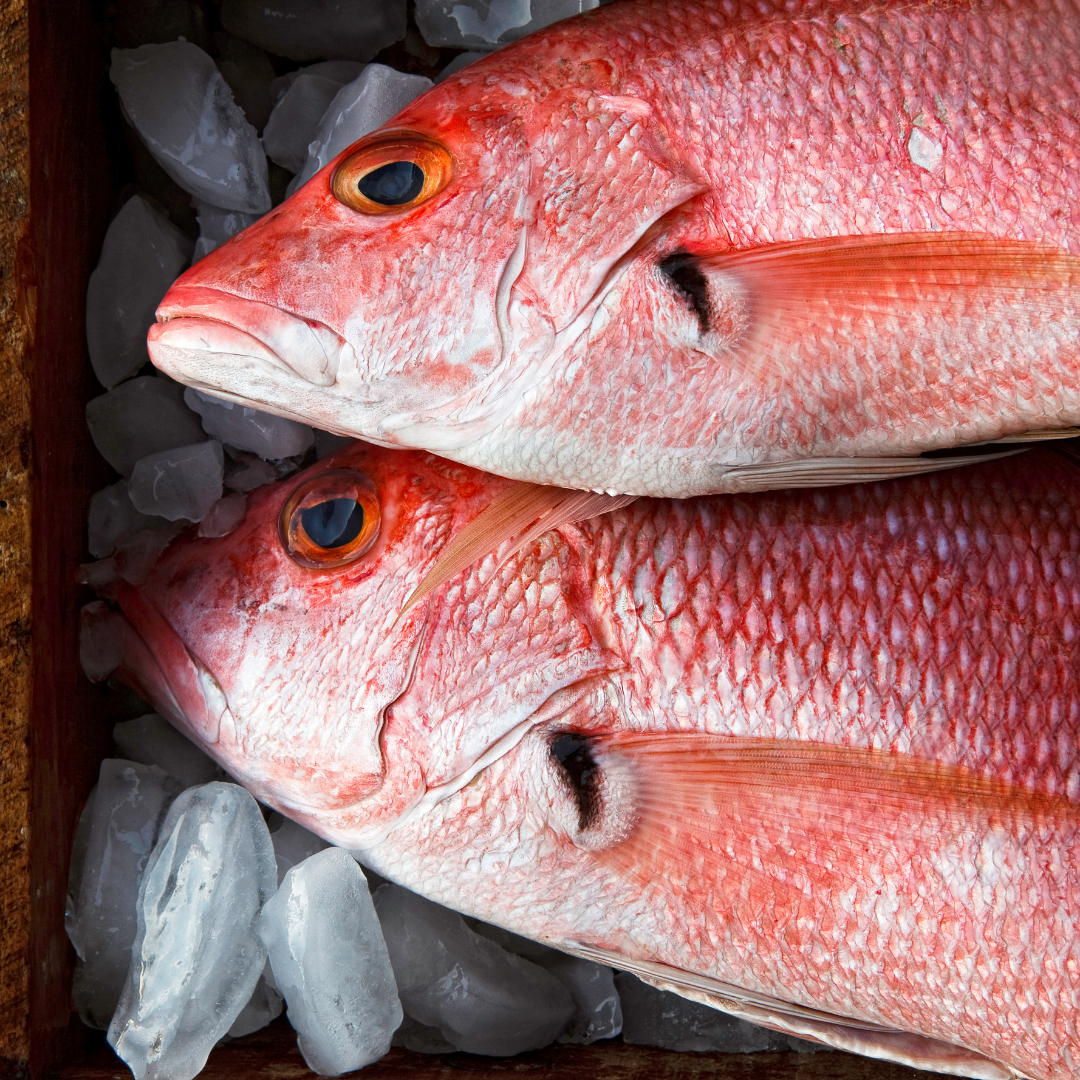 Fresh Whole Silk Snapper — Monthly Pre-Order