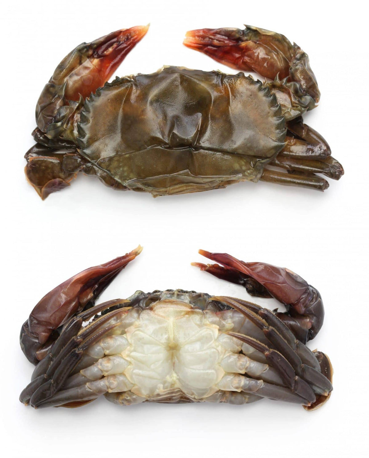 soft shell crabs culinary fried grilled 