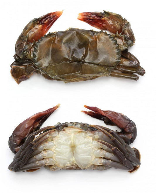 soft shell crabs culinary fried grilled 