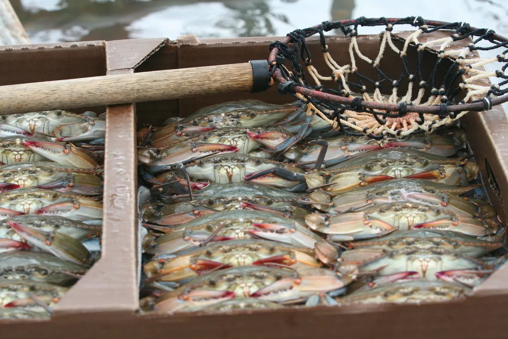 Fresh Jumbo Soft Shell Crabs Chesapeake Bay Blue Crabs