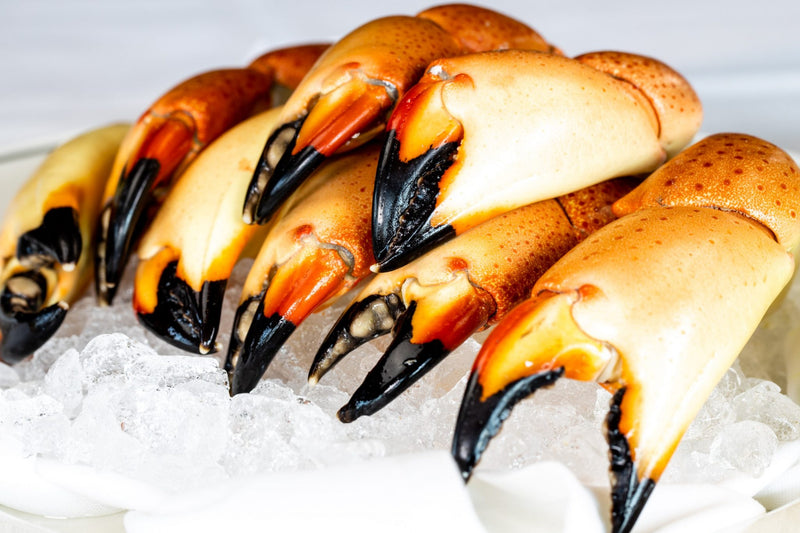 WILD FLORIDA STONE CRAB  CLAWS