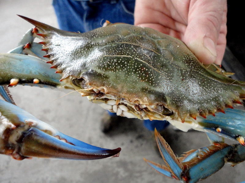 Live #2  med  Blue Crabs --FRI- SAT-  DELIVERY AVAILABLE- SUNDAY PICK UP ONLY