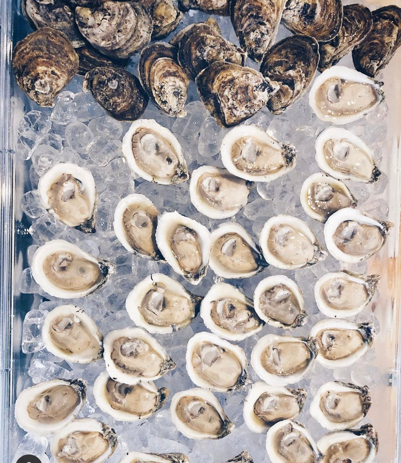 LIVE Gulf Coast Bottom Oysters individually sold!!