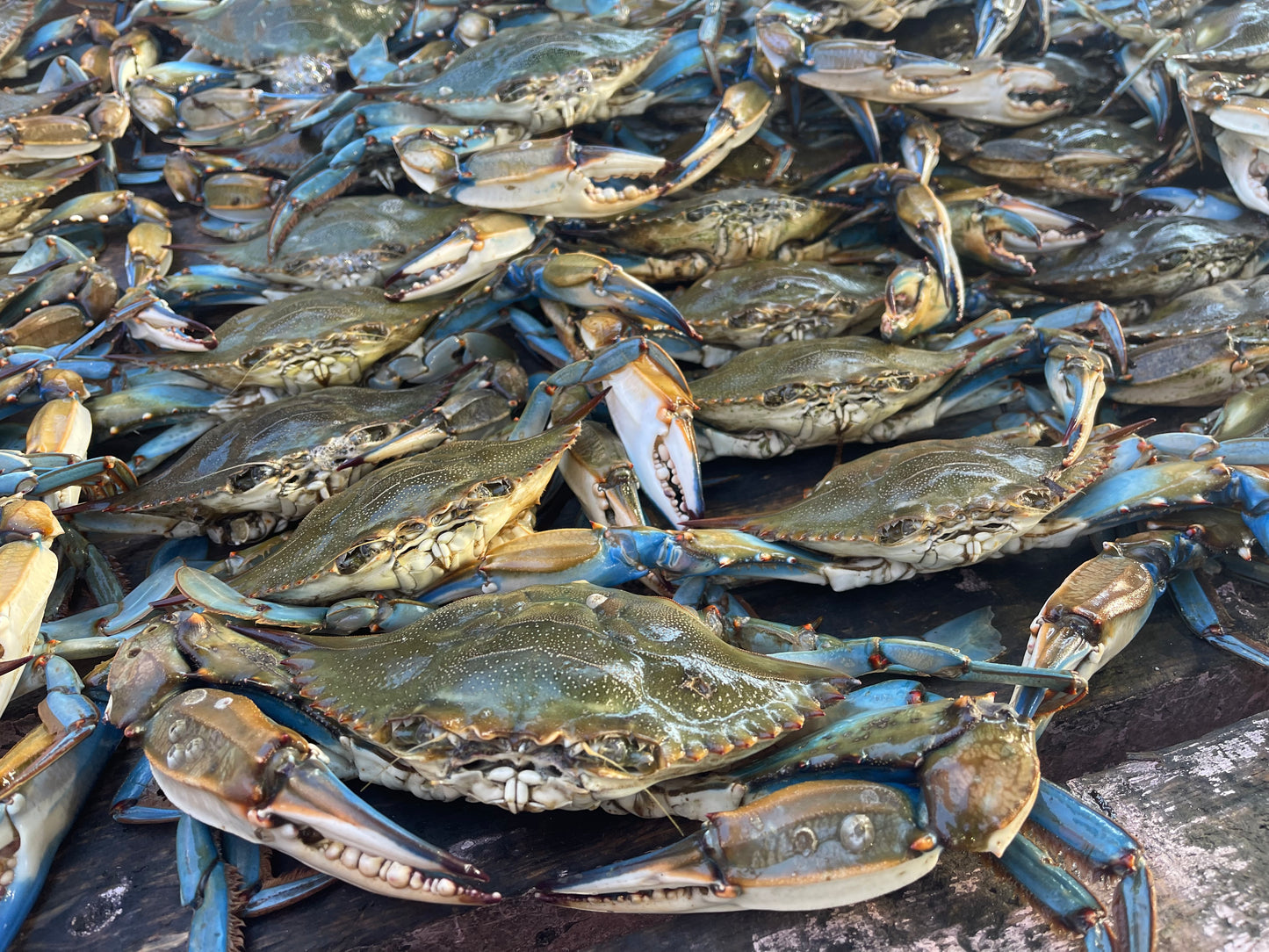 9 pound boil/// 3 Pounds Live Blue Crab //3 pounds lrg Gulf Shrimp head-on and  3 pounds frozen cooked Crawfish