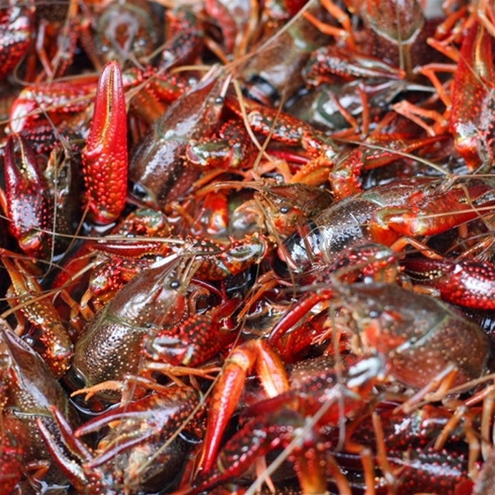 9 pound boil/// 3 Pounds Live Blue Crab //3 pounds lrg Gulf Shrimp head-on and  3 pounds frozen cooked Crawfish